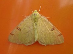 Opisthograptis luteolata (Brimstone Moth)