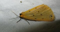 Setina irrorella (Dew Moth)