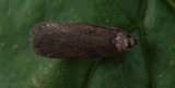 Depressaria badiella (Brown Flat-body)