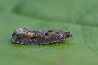 Epinotia maculana (Dark Aspen Bell)