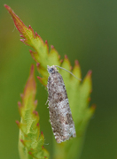 Epinotia nemorivaga (Melbærkveldvikler)