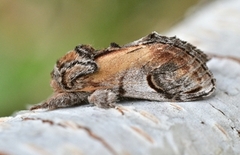 Notodonta ziczac (Pebble Prominent)