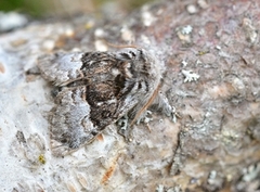 Colocasia coryli (Hasselmunkefly)