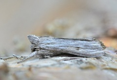 Cucullia lucifuga (Svevehettefly)