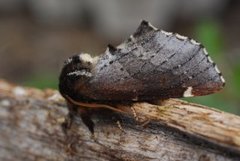 Odontosia carmelita (Brun vårtannspinner)