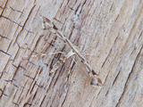 Platyptilia calodactyla (Gullrisfjærmøll)