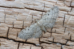 Eupithecia tenuiata