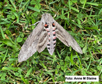 Agrius convolvuli (Convolvulus Hawk-moth)