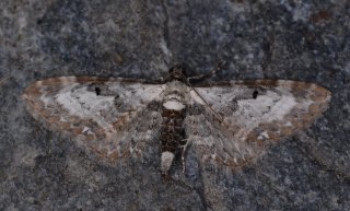 Eupithecia succenturiata (Burotdvergmåler)