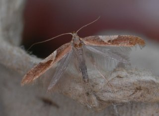 Caloptilia stigmatella (White-triangle Slender)