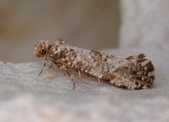 Morophaga choragella (Large Clothes Moth)