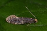 Monopis weaverella (Carrion Moth)