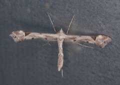 Platyptilia calodactyla (Gullrisfjærmøll)