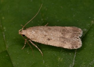 Pexicopia malvella (Hollyhock Seed Moth)