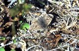 Pyrgus centaureae (Moltesmyger)