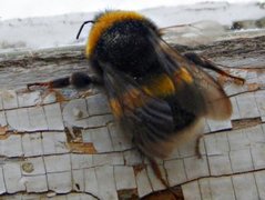 Bombus (Bumble-bee)