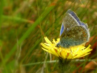 Polyommatus icarus (Common Blue)