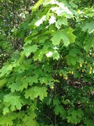 Maple (Acer)