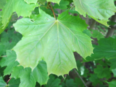 Norway  Maple (Acer platanoides)
