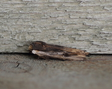Xylena vetusta (Svartkantkvistfly)