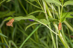 Phymatopus hecta (Dvergroteter)