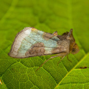 Diachrysia stenochrysis (Mindre båndmetallfly)