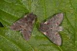Notodonta dromedarius (Iron Prominent)