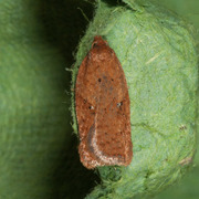 Acleris ferrugana (Rusty Oak Button)