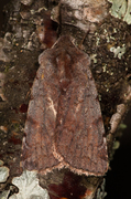 Cerastis rubricosa (Fiolett vårfly)