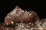 Odontosia carmelita (Scarce Prominent)