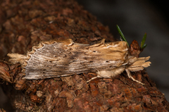 Pterostoma palpina (Nebbspinner)