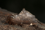 Odontosia carmelita (Brun vårtannspinner)