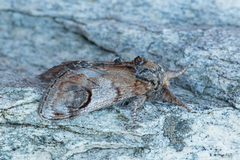 Notodonta ziczac (Sikksakktannspinner)