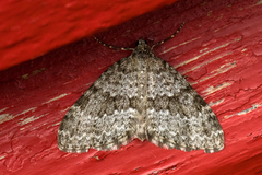 Entephria caesiata (Grey Mountain Carpet)