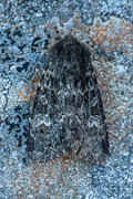 Apamea furva (Mørkt engfly)