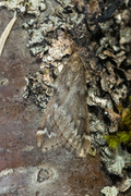 Alsophila aescularia (Vintermåler)
