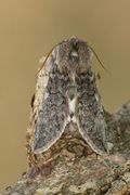 Achlya flavicornis (Yellow Horned)