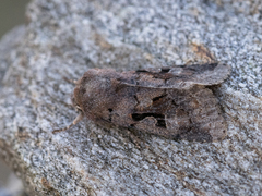Hebrew Character (gothica)