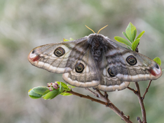Emperor Moth (pavonia)
