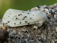 White Ermine (lubricipeda)