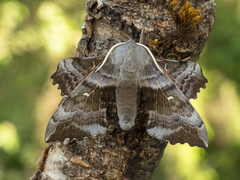 Poplar Hawk-moth (populi)