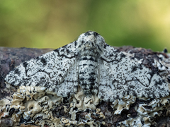 Peppered Moth (betularia)