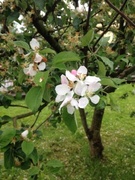 Apple (Malus ×domestica)