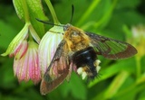Hemaris fuciformis (Broad-bordered Bee Hawk-moth)