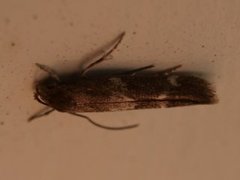 Elachistidae (Gressmøll)
