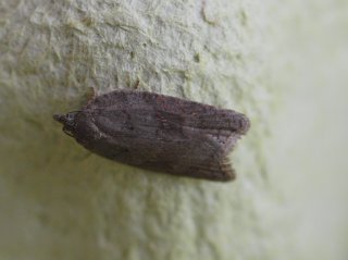 Tortricidae (Tortrix moths)
