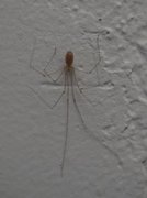 Daddy long-legs spiders (Pholcidae)