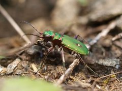 Cicindela campestris (Green tiger beetle)