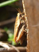 Tetragoidea (Torngresshopper)