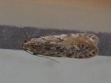 Carpatolechia proximella (Black-speckled Groundling)